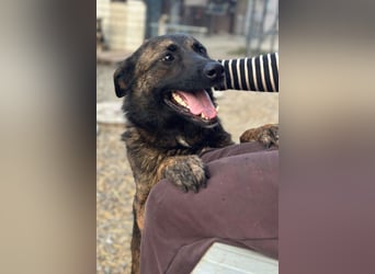 Ciska ❤️ liebe, so kuschlige Belg. Schäfi-Mix Hündin