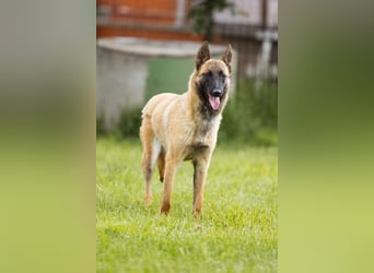 Belgische Schäfi-Mix-Junghündin♥ Roxy ♥ sensibel,sozial,fit