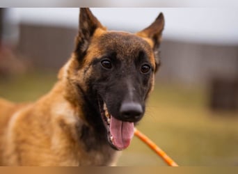 Belgische Schäfi-Mix-Junghündin ♥ Foxy ♥ aktiv und sozial