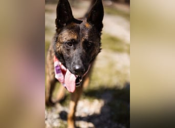 Ciska ❤️ liebe, so kuschlige Belg. Schäfi-Mix Hündin