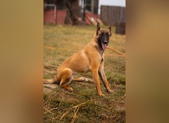 Belgische Schäfi-Mix-Junghündin ♥ Foxy ♥ aktiv und sozial