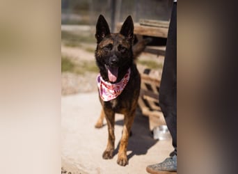 Ciska ❤️ liebe, so kuschlige Belg. Schäfi-Mix Hündin