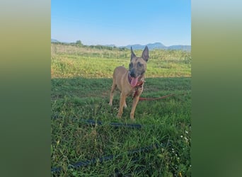 Rea sucht ihr Für-Immer-Zuhause