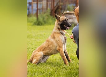 Belgische Schäfi-Mix-Junghündin♥ Roxy ♥ sensibel,sozial,fit