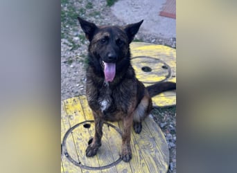 Ciska ❤️ liebe, so kuschlige Belg. Schäfi-Mix Hündin