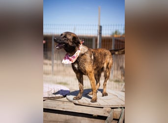 Ciska ❤️ liebe, so kuschlige Belg. Schäfi-Mix Hündin