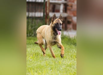 Belgische Schäfi-Mix-Junghündin ♥ Roxy ♥ sensibel, sozial, fit