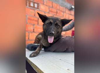 Ciska ❤️ liebe, so kuschlige Belg. Schäfi-Mix Hündin