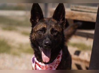 Ciska ❤️ liebe, so kuschlige Belg. Schäfi-Mix Hündin