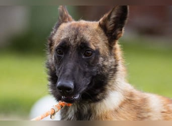 Belgische Schäfi-Mix-Junghündin♥ Roxy ♥ sensibel,sozial,fit