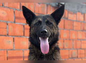 Ciska ❤️ liebe, so kuschlige Belg. Schäfi-Mix Hündin