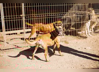 Rea sucht ihr Für-Immer-Zuhause