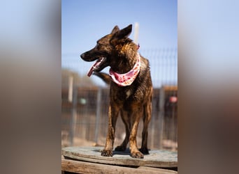 Ciska ❤️ liebe, so kuschlige Belg. Schäfi-Mix Hündin