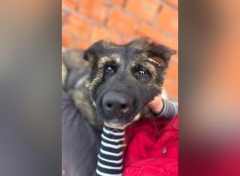 Ciska ❤️ liebe, so kuschlige Belg. Schäfi-Mix Hündin