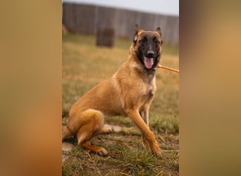 Belgische Schäfi-Mix-Junghündin ♥ Foxy ♥ aktiv und sozial