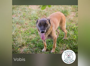 Vobis 245795 sucht ein zu Hause