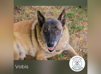 Vobis 245795 sucht ein zu Hause