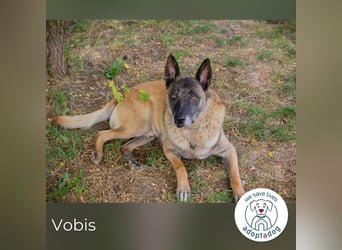 Vobis 245795 sucht ein zu Hause
