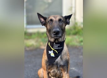 Malinois Deckrüde SEHR Familienfreundlich und absolut ruhiges Wesen 6 Jahre alt.