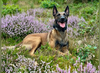 Malinois Deckrüde SEHR Familienfreundlich und absolut ruhiges Wesen 6 Jahre alt.