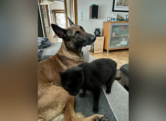 Malinois Deckrüde SEHR Familienfreundlich und absolut ruhiges Wesen 6 Jahre alt.