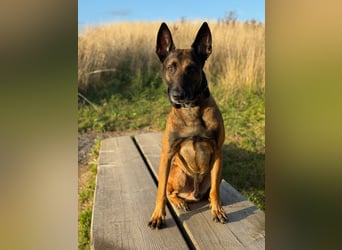 Malinois Deckrüde SEHR Familienfreundlich und absolut ruhiges Wesen 6 Jahre alt.