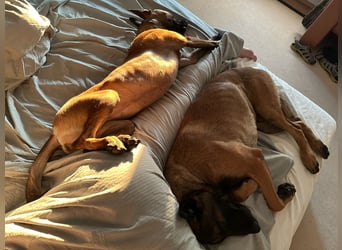 Malinois Deckrüde SEHR Familienfreundlich und absolut ruhiges Wesen 6 Jahre alt.