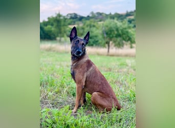 Malinois Deckrüde SEHR Familienfreundlich und absolut ruhiges Wesen 6 Jahre alt.