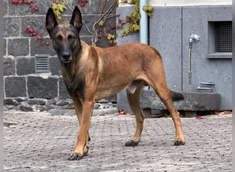 Malinois Deckrüde SEHR Familienfreundlich und absolut ruhiges Wesen 6 Jahre alt.