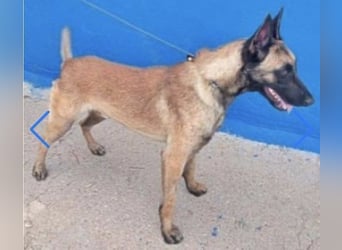 Tintin, leider ohne Anfragen