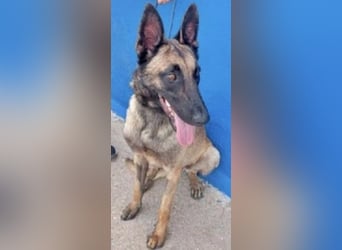 Tintin, leider ohne Anfragen