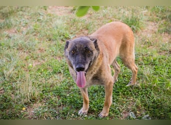 VOBIS - lernen, kuscheln, spazieren - wer zeigt dem lieben Senior wie schön ein Hundeleben sein kann