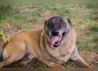 VOBIS - lernen, kuscheln, spazieren - wer zeigt dem lieben Senior wie schön ein Hundeleben sein kann
