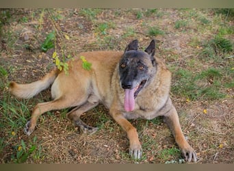 VOBIS - lernen, kuscheln, spazieren - wer zeigt dem lieben Senior wie schön ein Hundeleben sein kann