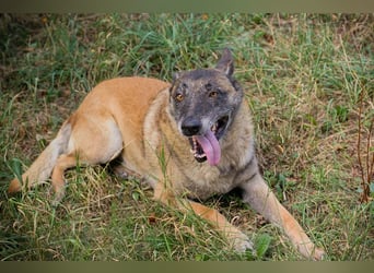 VOBIS - lernen, kuscheln, spazieren - wer zeigt dem lieben Senior wie schön ein Hundeleben sein kann