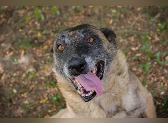VOBIS - lernen, kuscheln, spazieren - wer zeigt dem lieben Senior wie schön ein Hundeleben sein kann