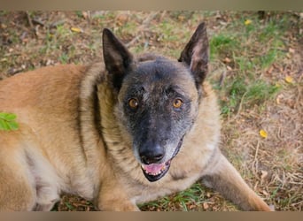 VOBIS - lernen, kuscheln, spazieren - wer zeigt dem lieben Senior wie schön ein Hundeleben sein kann