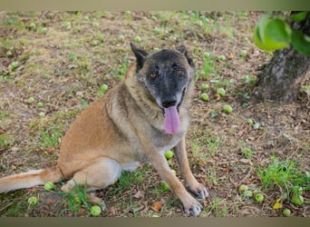 VOBIS - lernen, kuscheln, spazieren - wer zeigt dem lieben Senior wie schön ein Hundeleben sein kann