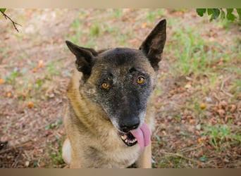 VOBIS - lernen, kuscheln, spazieren - wer zeigt dem lieben Senior wie schön ein Hundeleben sein kann