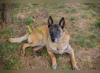 VOBIS - lernen, kuscheln, spazieren - wer zeigt dem lieben Senior wie schön ein Hundeleben sein kann