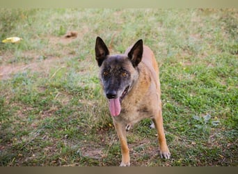 VOBIS - lernen, kuscheln, spazieren - wer zeigt dem lieben Senior wie schön ein Hundeleben sein kann