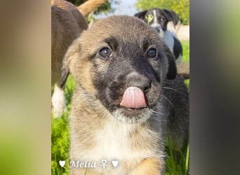 Die M-Mädels suchen ab Januar ein Zuhause