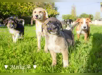 Die M-Mädels suchen ab Januar ein Zuhause