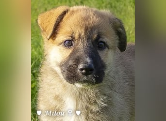 Die M-Mädels suchen ab Januar ein Zuhause