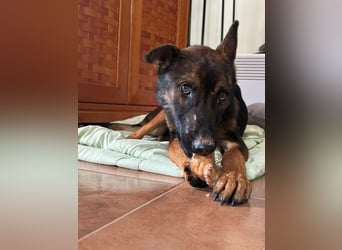 Charles sucht sein forever Home❤️