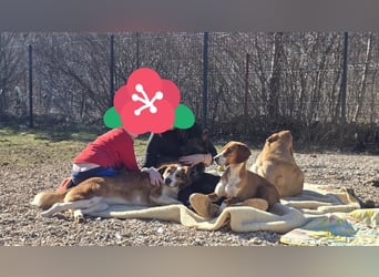 Charles sucht sein forever Home❤️