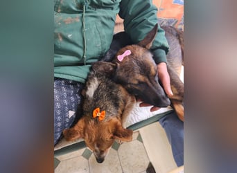 Charles sucht sein forever Home❤️