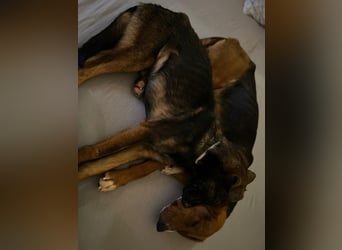 Charles sucht sein forever Home❤️