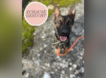 Charles sucht sein forever Home❤️