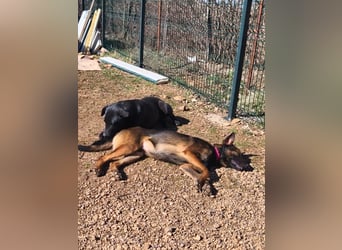 Charles sucht sein forever Home❤️